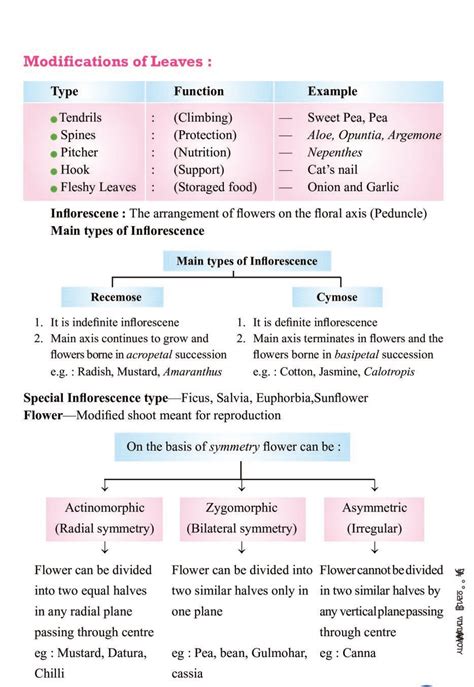 Cbse Notes Class 11 Biology Morphology Of Flowering Plants Aglasem