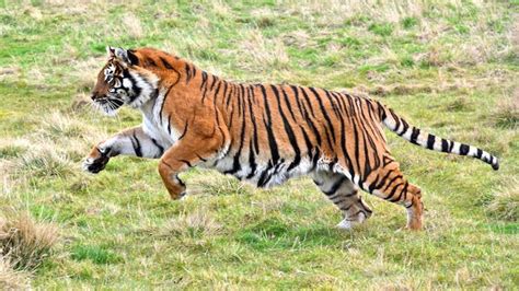Bengal Tiger Running By Millerman737 Via Flickr Majestic Animals