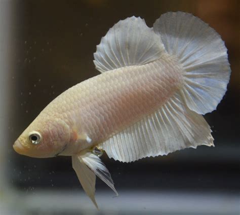 Albino Betta Fish Picture 8 Of 20 Solid White Halfmoon Hd