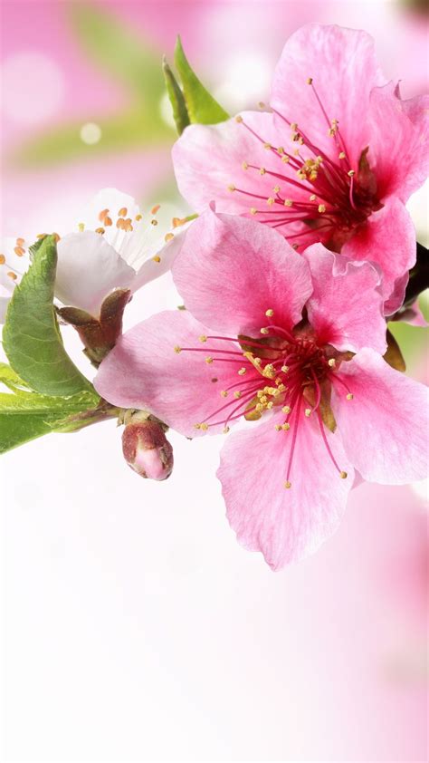 Spring Plum Blossom Branch Macro Iphone 6 Wallpaper