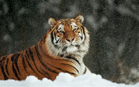 Imagen De Tigre En La Nieve Hd