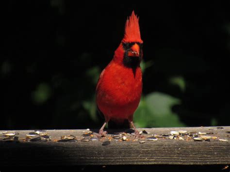 Ohios State Bird A Northern Cardinal Rocking His Major Mohawk