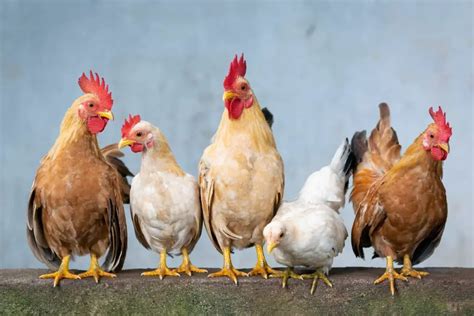 Do Roosters And Chickens Make Good Pets Pros And Cons Of Having A