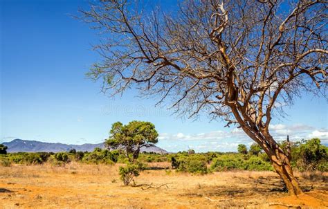 Savannah Plains Landscape In Kenya Stock Photo Image Of Destination