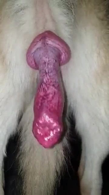 The Dog From My Aunt Omg I Love His Wondrful Cock