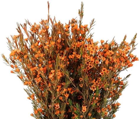 Orange Wax Flower 14 Bunches J R Roses Wholesale Flowers Wholesale