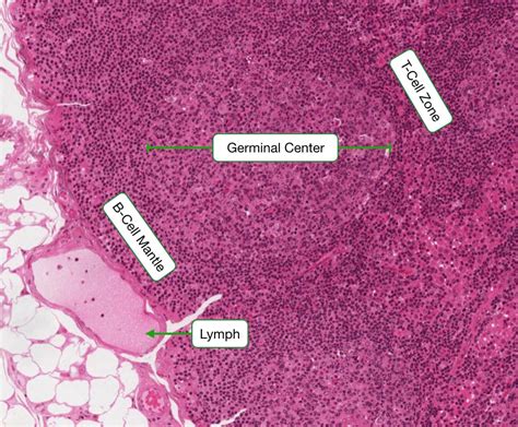 Histology Of The Immune System Lab