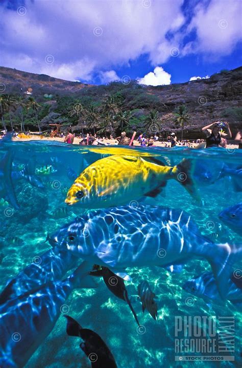 Hanauma Bay Is Mecca For Colorful Marine Life And A Snorkelers Paradise