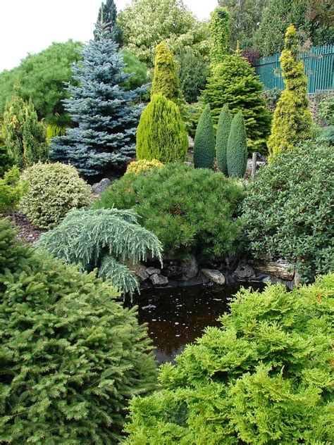 Dwarf Conifers Evergreen Landscape Conifers Garden Garden Shrubs