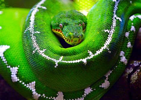 45 Emerald Tree Boa Facts Guide To Both Species Diet