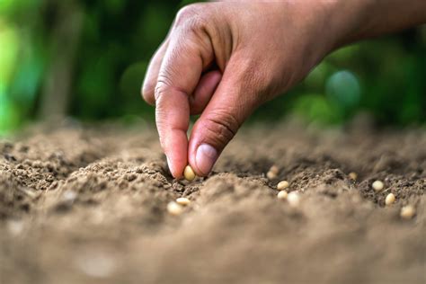 Germinação De Sementes 5 Dicas Para Otimizar O Início Do Cultivo Terra De Cultivo