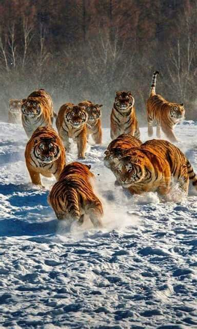 A Pounce Of Tigers Thats What You Call A Group Of Tigers Animais