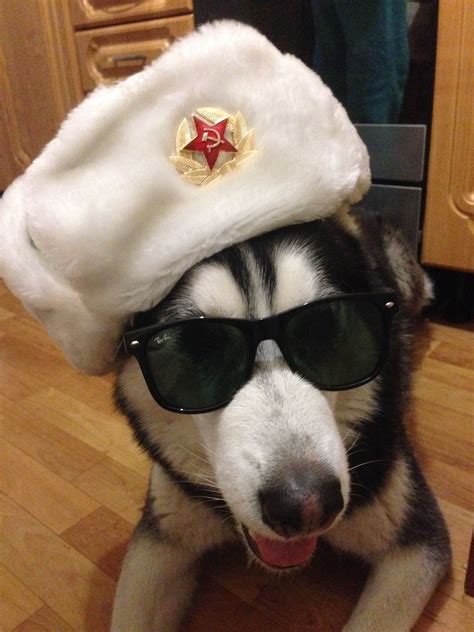 Dog With Russian Hat Meme Communist Comrade Doggo Meme Funny Doge Dog