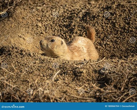 Prairie Dog At The Mouth Of Its Burrow Stock Photo Image Of Prairie