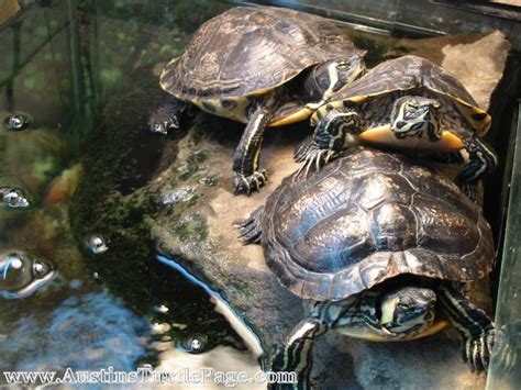 The slider is a diurnal turtle, meaning it is most active during the day. Care Sheet - Yellow-Bllied Slider