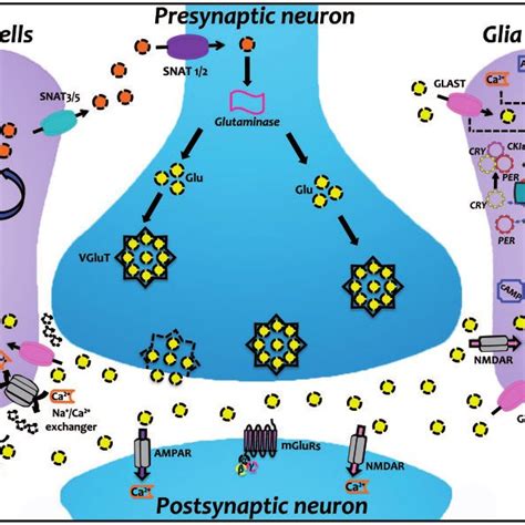 Model Of A Glutamatergic Synapse And The Molecular Circadian Clockwork Download Scientific