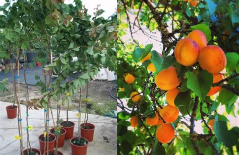 Cultiva Un Hermoso árbol De Chabacano En Maceta Con Solo Una Semilla