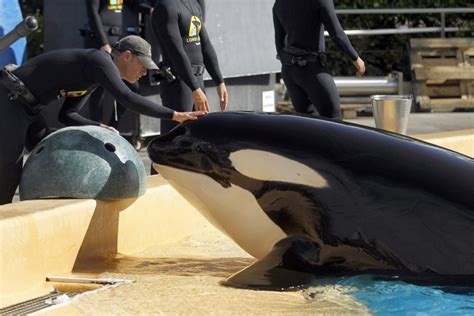 Morgan La Orca Sorda Rescatada En Holanda Da A Luz Su Primera Cría