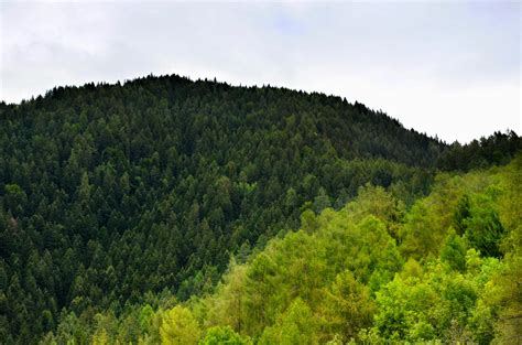 Green Trees Under Blue Sky · Free Stock Photo