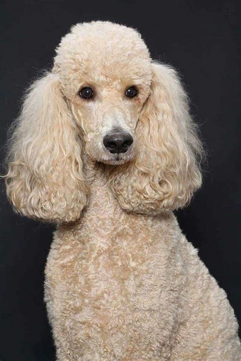 Pin On Standard Poodles