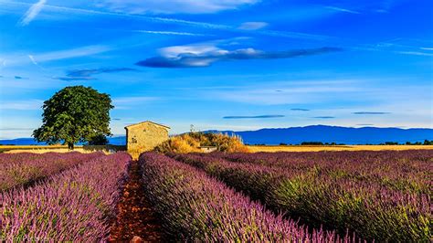 Foto Provence Frankreich Natur Acker Himmel Lavendel