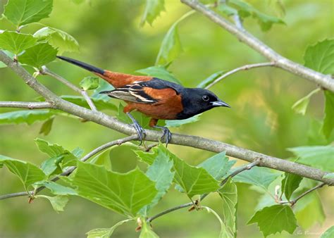 Orchard Oriole A Scarce Bird Of Riparian Forests Taylor County Big