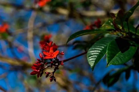 8 Beautiful Red Flowering Trees In Florida Grow Or Admire