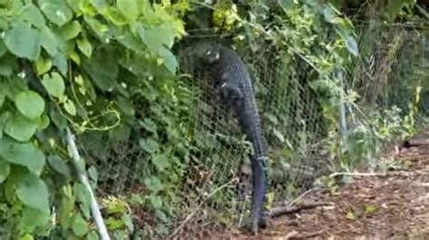 video gator scales fence at florida golf course