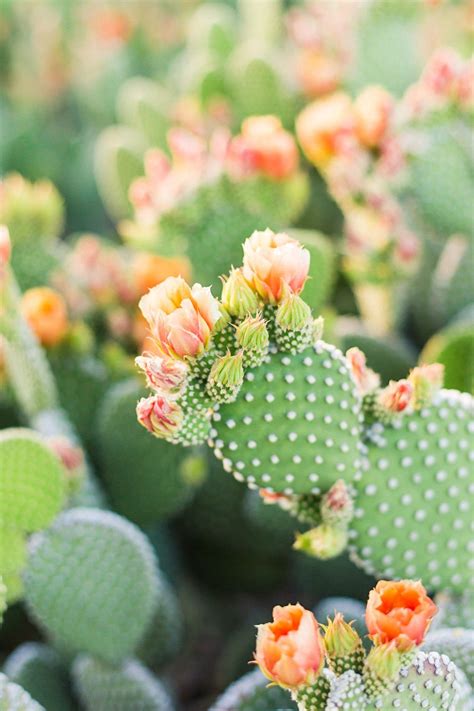 Prickly Pear Cactus Blooms Desert Print Shop Leah Hope Photography