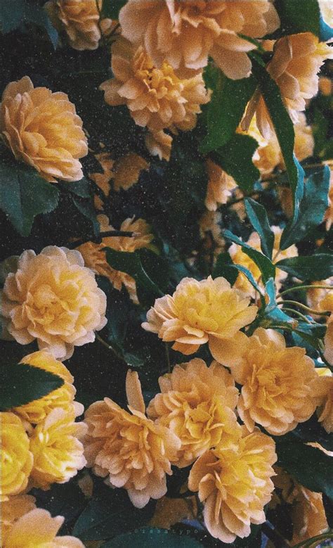 Aesthetic Yellow Flowers Iphone Wallpaper Download Free Mock Up