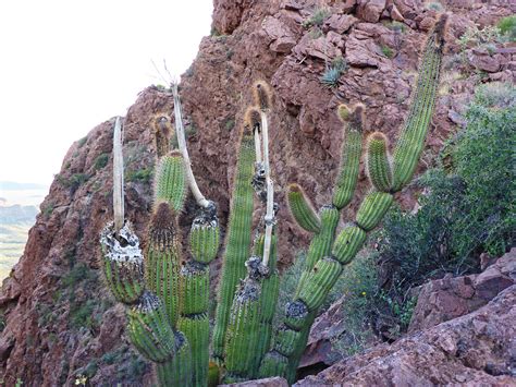 Organ Pipe Cactus Arch Canyon Trail Organ Pipe Cactus National