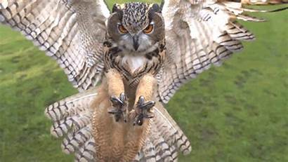 Owl Eagle Majestic Prey Owls Birds Thursday