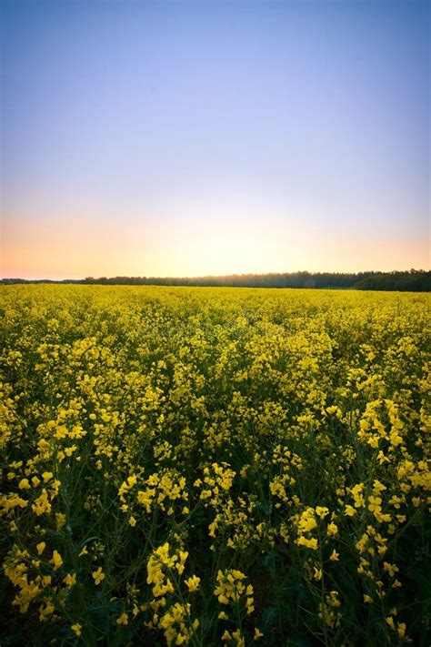 Field At Sunset Blooming Canola Flowers Bright Yellow Rapeseed Stock