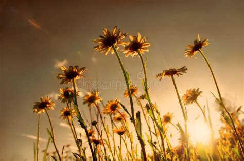 Daisies Field On Sunset Stock Photo Image Of Fields Abstract 5364768