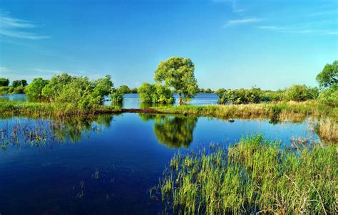 Wallpaper The Sky Grass Water Trees Lake The Reeds Images For