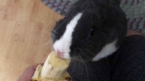Cute Bunny Eating A Banana Youtube