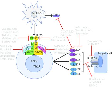 Biologics Targeting Il 23il 17 Axis In Rheumatic Diseases Specific
