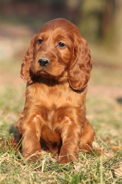 Irish Red Setter Puppy In Nature Stock Photo Image Of Canine Spring