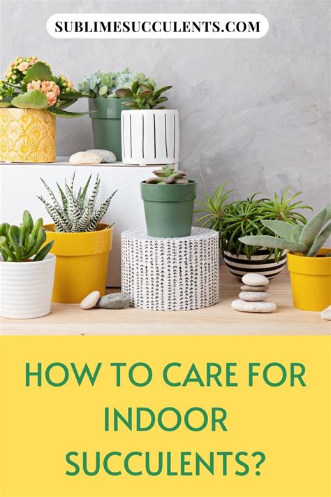 Maybe you would like to learn more about one of these? How to Care for Indoor Succulents | Succulents indoor ...
