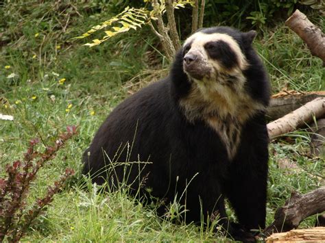 The Diminutive Spectacled Bear Tremarctos Ornatus Makes Its Home In