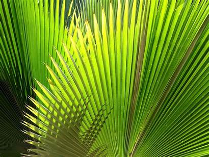 Palm Leaf Wallpapers Leaves Vista Desktop 1600
