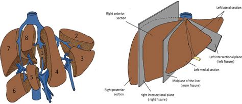 Segmental Liver Anatomy