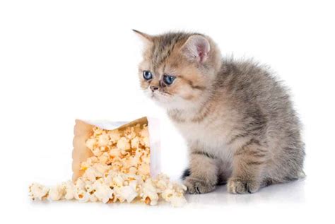 Can Cats Eat Popcorn Is It Safe For Them Or Not