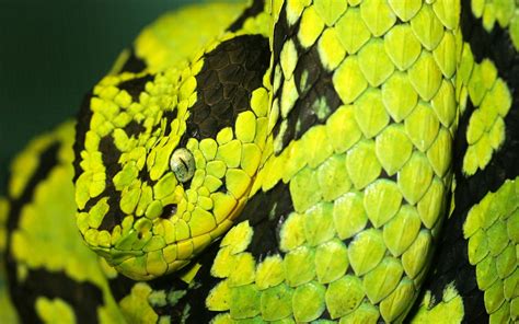 Deadly Snake Wallpapers Hd Wallpapers Id 8957