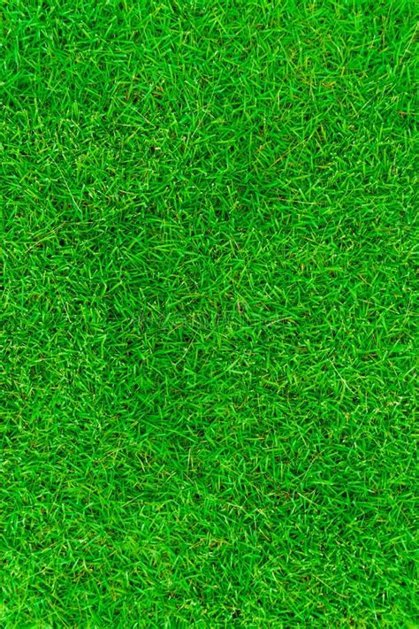 Beautiful Fresh Real Green Grass Texture Stock Image Image Of Environment Nature 80388117