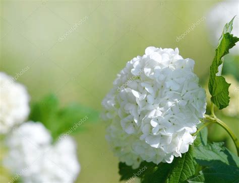 Beautiful White Blooming Hydrangea — Stock Photo © Magone 5789157