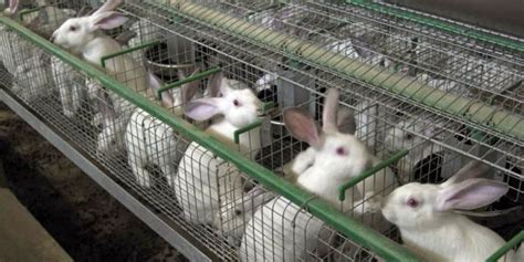 How To Breed Your Rabbits Properly For Higher Returns