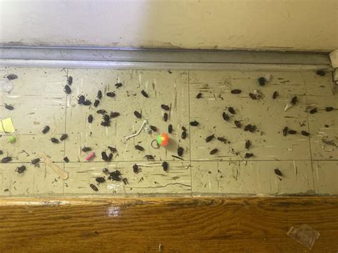 Cowleys Pest Services Pests We Treat Photo Album Oriental
