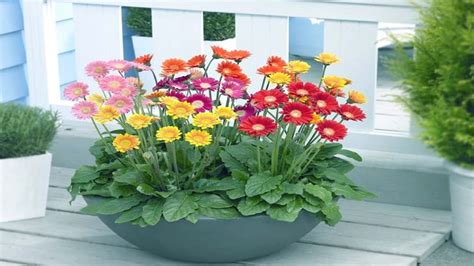 How To Grow And Care Potted Gerbera Daisies Indoors Growing