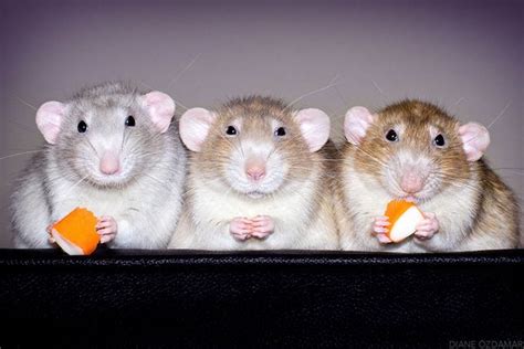 This Photographer Fights Rat Phobia With Irresistibly Cute Pictures